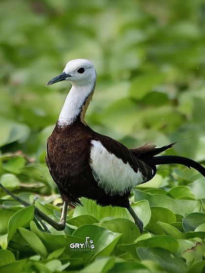 A Pheasant-tailed Jacana appears to walk on water as it moves across lily pads. This shot highlights the bird's incredibly long toes, an adaptation for its unique environment.