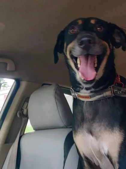 Just look at that smile! This is the face of my happiest customer, enjoying a comfortable and fun ride in my pet-friendly taxi.