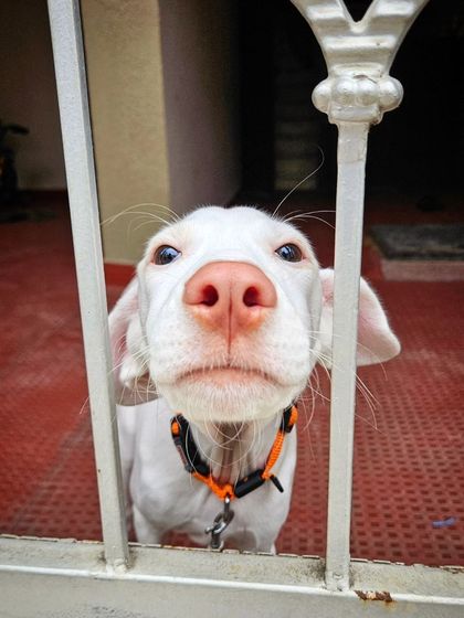 Canine Coach Disha - Dog Obedience & Behavior Training Client Success & Happy Dogs photo 22