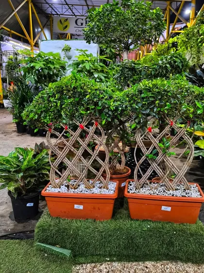 We offer unique, sculpted plants like these netted Ficus trees. They are living works of art that add a touch of sophistication to any entrance or large room.