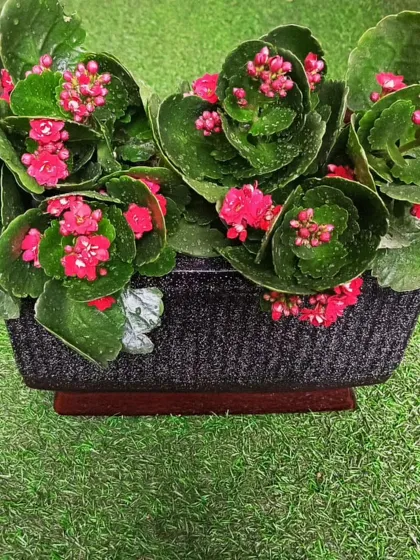 This Kalanchoe plant is packed with clusters of tiny, vibrant pink flowers. It's a cheerful and easy-to-care-for succulent that provides a long-lasting display of color.