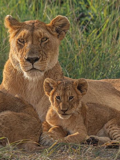 A lioness watches over her cubs. Capturing the eye contact of the mother while the cubs are relaxed creates a powerful, emotive image. My camera's "Animal Eye AF" is essential for keeping the mother's protective gaze sharp.