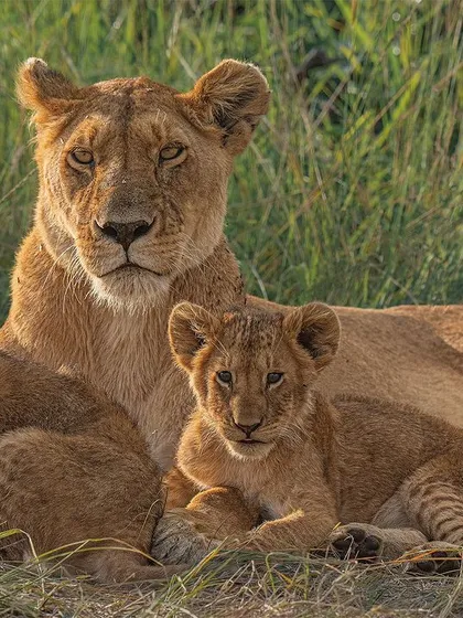 A lioness watches over her cubs. Capturing the eye contact of the mother while the cubs are relaxed creates a powerful, emotive image. My camera's "Animal Eye AF" is essential for keeping the mother's protective gaze sharp.