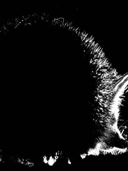 A creative black and white silhouette of a long-eared hedgehog, using backlighting to highlight its spiny form.