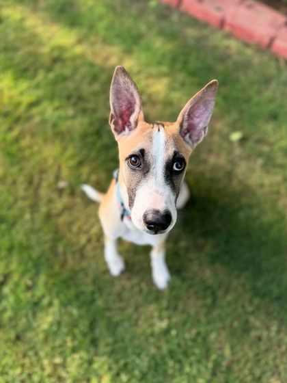 Rocket's ears are truly a work of art. We love celebrating the unique features of every dog.