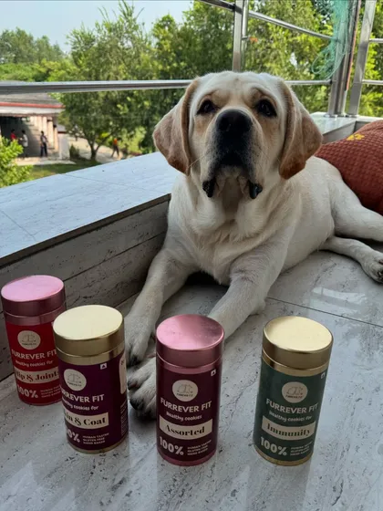 Look at this happy face! This is Lolo, a proud member of the Furrever Fit family, posing with his favorite functional treats. Seeing healthy, satisfied pups like him is the reason I started this journey.