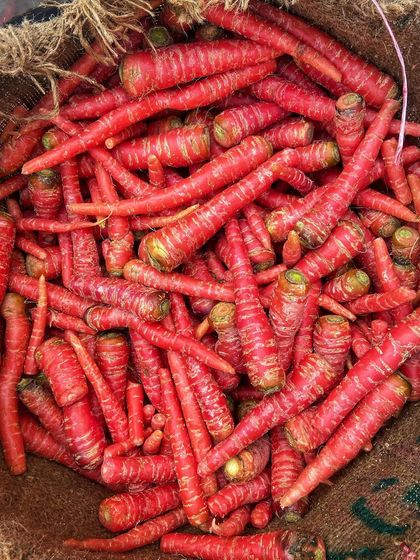 Look at these beautiful red carrots, or 'dilli wali gajar'. They are sweet and juicy, making them perfect for our signature winter pickle.