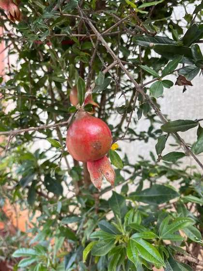 A fresh pomegranate growing on a tree. I use parts of the pomegranate plant, like the rind, to create natural dyes and mordants that help fix color to fabric.