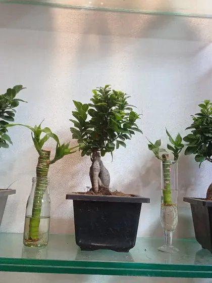 These are mini Ficus microcarpa bonsai, perfect for indoor tables or office desks. They offer the beauty of a bonsai in a compact, easy-to-manage size.