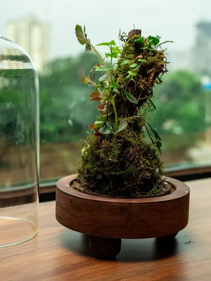 This dome terrarium features a miniature moss-covered tree, shown here with the cloche removed. It's a low-maintenance piece that brings a sense of serenity and green living indoors.