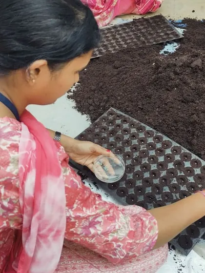 A series of images showing the process of preparing our seedlings for transplantation. From carefully sowing seeds into trays to watching them sprout, this is a crucial first step in our crop cycle.