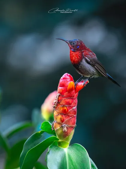 A Vigors's Sunbird on its favourite type of perch, a bright red flower. The composition highlights the relationship between the bird and its food source.