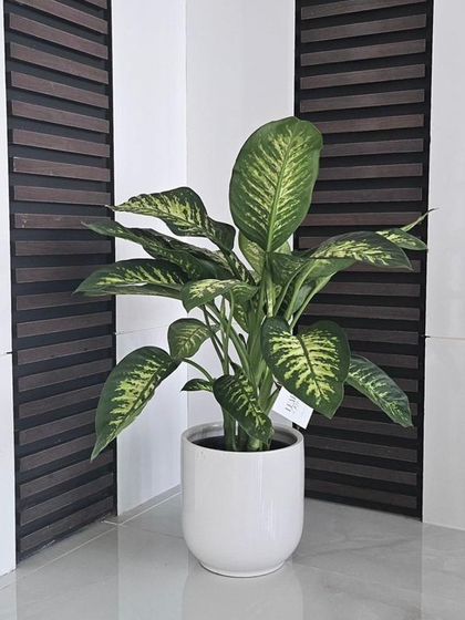 A beautiful Dieffenbachia plant in a clean white pot, perfectly suited for a bright corner. Its large, patterned leaves add a touch of the tropics to this modern black-and-white interior.