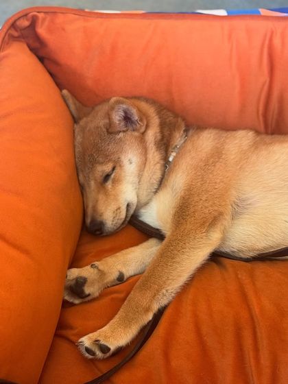 This Shiba Inu puppy has found the perfect spot for a nap. Our kennels and relaxation areas are equipped with comfortable beds for ultimate coziness.