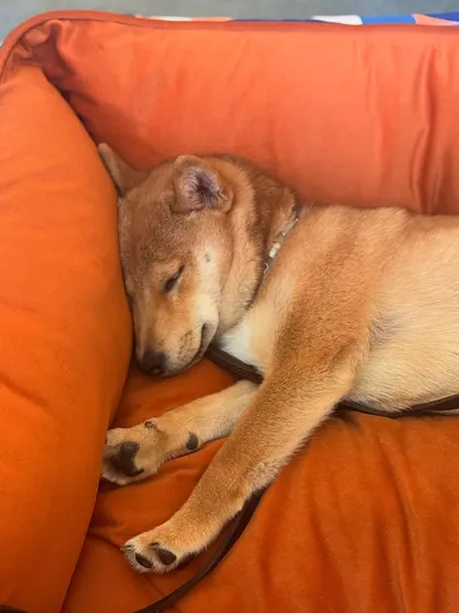 This Shiba Inu puppy has found the perfect spot for a nap. Our kennels and relaxation areas are equipped with comfortable beds for ultimate coziness.