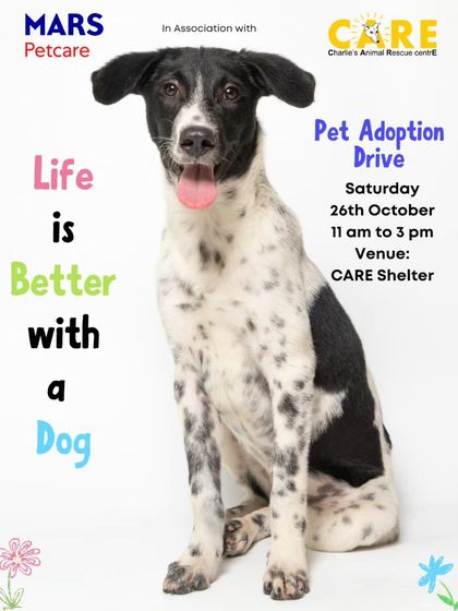 Charlie's Animal Rescue Centre - Community Outreach & Education Community Fundraising Events photo 60