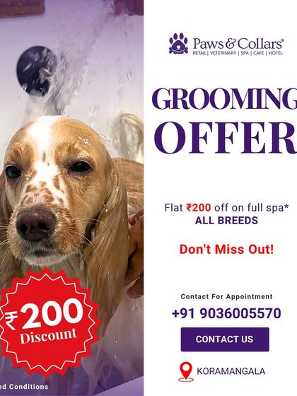 PawsnCollars - Pet Grooming & Spa Community Events & Special Offers photo 5