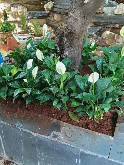 Quality is in the details. This custom-built slate planter houses healthy, blooming Peace Lilies, adding a touch of elegance to the base of a tree. I ensure every plant is perfectly suited to its environment to keep it thriving.