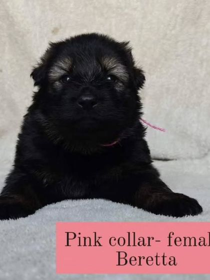 "Beretta," another female from the "FireArm" litter. We give our puppies strong names to match their potential.