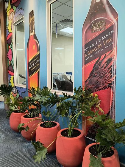 For this project in Bangalore, we lined a hallway with Philodendron Xanadu plants in vibrant terracotta-colored pots. The repetition of the planters creates a strong visual rhythm against the branded wall graphics.