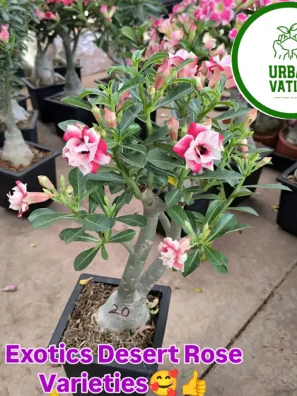 Another stunning variety of Desert Rose with pink and white petals.