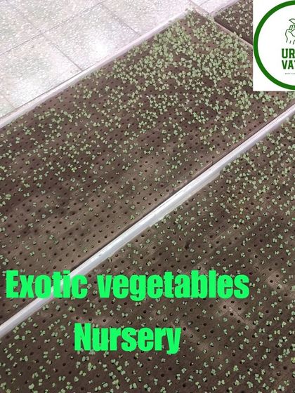 Trays of seedlings for an exotic vegetable nursery, ready for a hydroponic farm.
