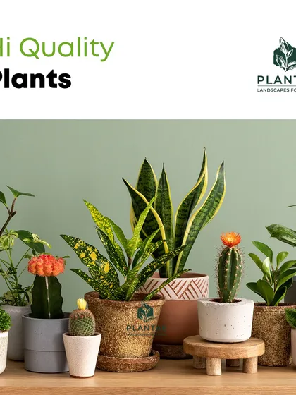 We are committed to providing only high-quality plants. We source healthy, well-rooted specimens and nurture them in our studio to ensure they are ready to thrive in your home.