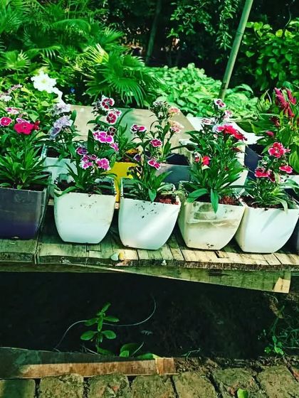 Small potted flowering plants like these Dianthus make wonderful gifts for any occasion. They are a thoughtful and living present for birthdays, anniversaries, or as a simple office gift.