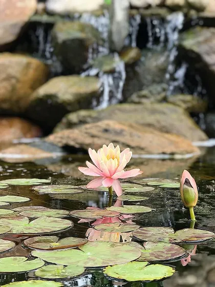 The details matter. A close look at a water lily in a pond I installed shows how the right plants can bring a water feature to life.