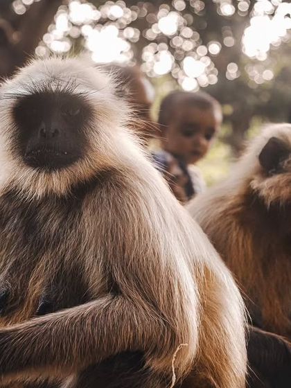 A troop of Hanuman langurs with a human child in the background, a scene that raises questions about feeding wildlife and habituation.