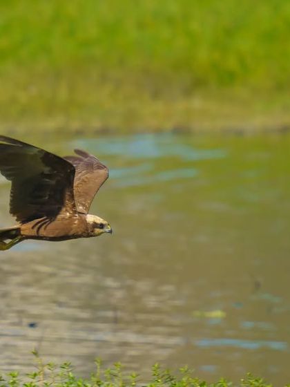 A Eurasian Marsh Harrier flies low over a marsh, scanning the ground for prey.