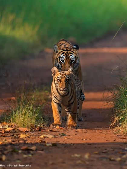 Choti Tara and her young one on a magical winter morning in Tadoba, a perfect display of the bond between mother and cub.