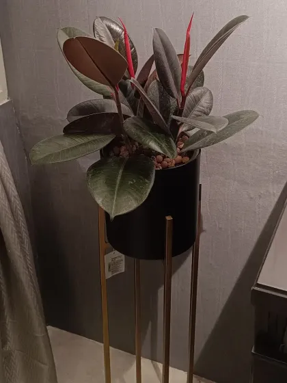 This Rubber Plant (Ficus elastica) in a sleek black pot on a stand adds a touch of drama and sophistication. It's a hardy plant known for its ability to remove indoor air pollutants, making it both a stylish and healthy choice.