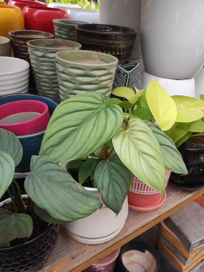 A beautiful Philodendron Micans with its velvety leaves, displayed among other new arrivals at our Horamavu branch.
