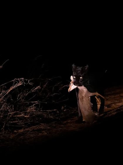 Giza emerges from the darkness, her prize secured. My night drives in Laikipia are focused on capturing these dramatic, low-light moments.