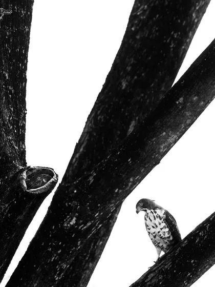 A high-contrast, black and white shot of a Crested Goshawk. I used the bright sky to my advantage, creating a high-key image that turns the tree trunks into strong graphic shapes and isolates the bird of prey.