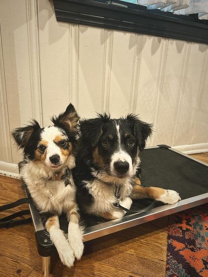 Tulsa Dog Trainer - Immersive Board & Train Programs Board & Train Graduates photo 33