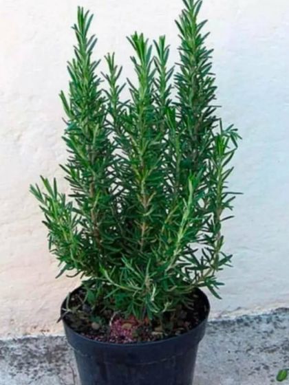 A healthy Rosemary plant. It's a wonderful herb to have in your kitchen garden for its fragrance and culinary uses.
