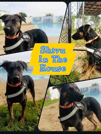 Fluffy Paws Pet Resort - Pet Boarding & Daycare Our Wonderful Guests photo 10