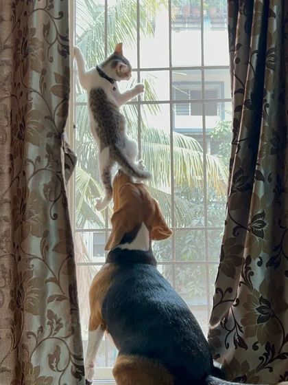 This series shows the curious and playful dynamic between a cat and a Beagle by the window. I'm always there to supervise and ensure their interactions are safe and positive, fostering a healthy relationship.