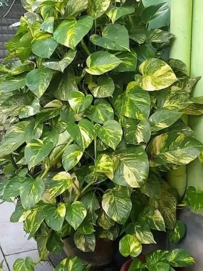 A large and healthy Golden Pothos, showing how full and vibrant these plants can become with simple care.