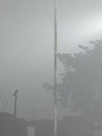 A Barn Owl hunting on a cold, foggy night in Delhi NCR. These conditions force them to expend extra energy to feed their young.