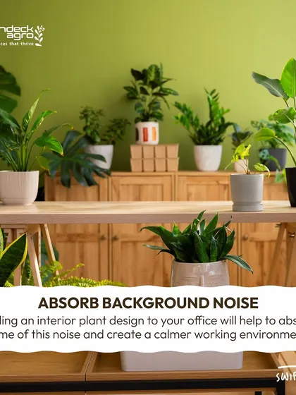 Adding a variety of indoor plants helps absorb background noise and create a calmer working environment. This setup shows a range of plants like Snake Plants, ZZ Plants, and Bird of Paradise, all known for their resilience in office settings.