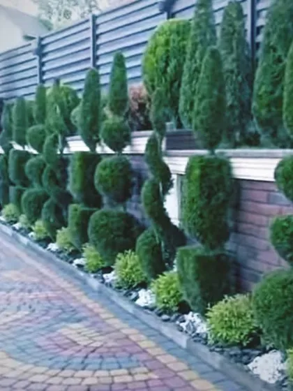 This is the result of our artistic approach to garden maintenance. We created a stunning row of sculpted topiary plants along this property's entrance, providing a grand and elegant look that makes a powerful first impression.