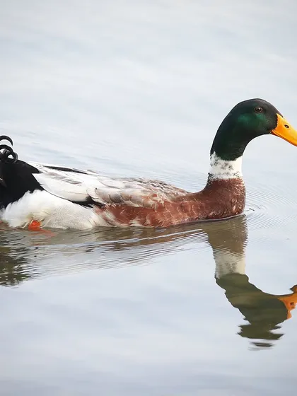 A male Mallard duck, perhaps the world's most populous duck species, glides across the water in an urban park in Shanghai. Its iridescent green head and the perfect reflection make for a classic and serene wildlife portrait.