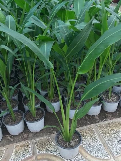 A row of Bird of Paradise plants at the nursery. Their large, banana-like leaves give a very exotic and tropical vibe.