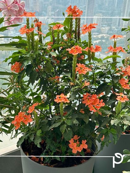 Our Native Plant Showcase photo 4