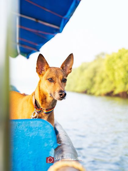 Pragalbh - Fine Art Pet Photography The Heart of the Street: Indie Dogs & Rescues photo 9