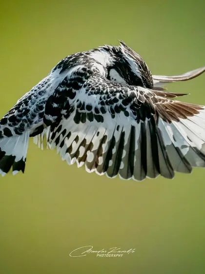 A Pied Kingfisher caught mid-flight, showing the beautiful black and white pattern of its underwings. This is a classic bird-in-flight photograph that requires precise tracking and a fast shutter speed.