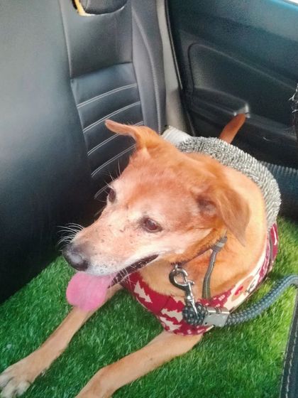 Traveling king-size on a special grass mat. I use different setups to make sure every pet, like this senior indie, is as comfortable as possible.